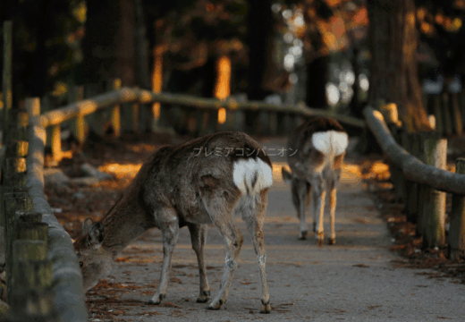 奈良県のイメージ画像